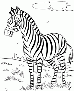 45-zebra-02